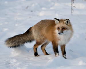 Red Fox Stock Photos. close-up profile side view in the winter season in its environment and...