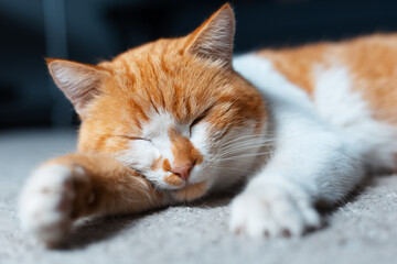 Close-up portrait of red white cat sleeping on the floor.