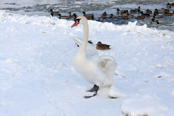 A stately white swan walking on ice and snow on a frozen river. In the background a flock of mallard ducks is flowing. The bird dries feathers and wings after leaving the river.
