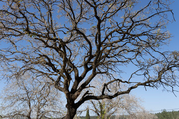 An old oak tree with branching branches