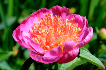 Paeonia 