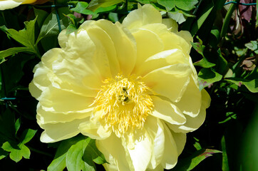 Paeonia flower 