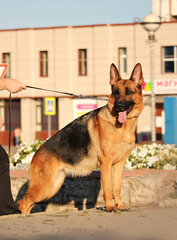 german shepherd dog on the street