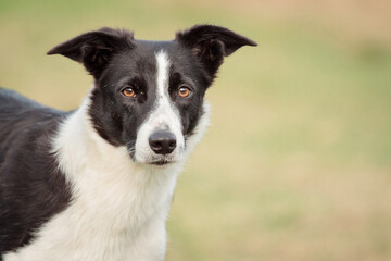 border collie dog close up head portrait standing outside in green grass