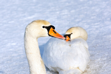 Obraz premium Two big white swans on white snow. A close-up on the head of one. The other is sitting cold. 