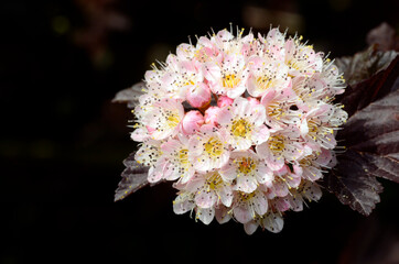 Physocarpus opulifolius 