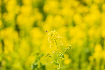 優しい陽射しに照らされる菜の花と蜂