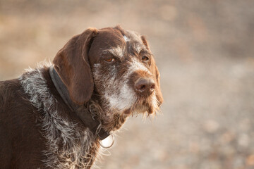 old wirehaired german pointer dog head portrait outside
