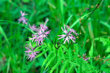 Lychnis flos-cuculi flowers. Irati Forest. Navarre. Spain