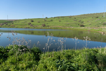 Green meadow with water pond and seasonal blooms