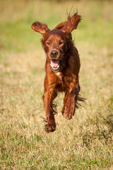 lovely irish setter dog running outside in green and yellow grass