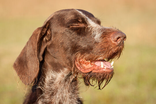 wirehaired german shorthaired pointer