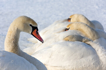 The male of the large white swan watches over the rest of the sleeping flock. A frozen lake covered with ice and snow on a beautiful and sunny winter day.