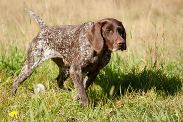 shorthaired german pointer dog pointing outside in green grass