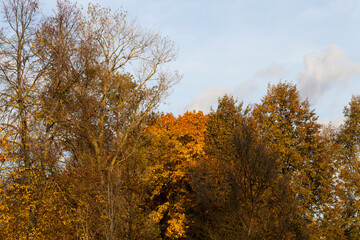 autumn tree with foliage