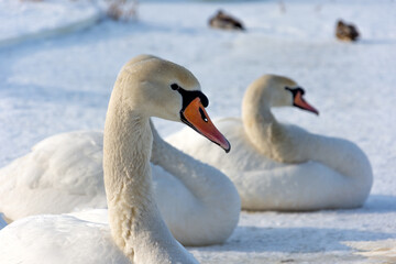Several white and wild swans resting on an ice-covered lake. The sun warms their wings and feathers.