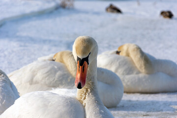 Several white and wild swans resting on an ice-covered lake. The sun warms their wings and feathers.