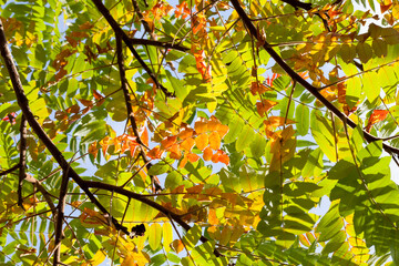 influence and impact of the autumn season on nature