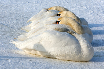 Four large white swans are sleeping in the snow nestled in their feathers. The sun's rays warm them...