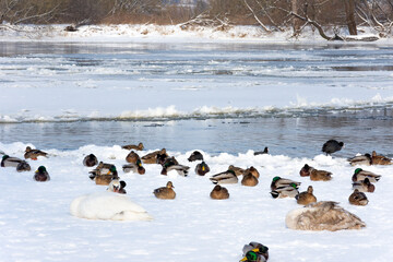 A flock of mallard wild ducks sits on a frozen river on this sunny, frosty winter day. They are accompanied by a few white swans.
