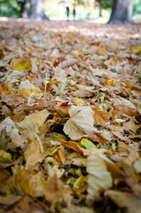 autumn leaves in the park