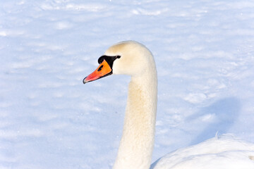 The head and neck of a white wild swan on a snow background. Swan illuminated by the rays of the sun on a beautiful sunny day.