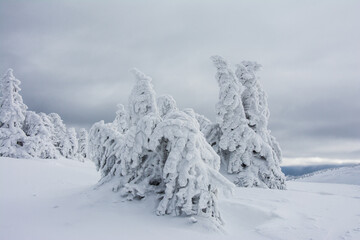 Obraz premium Panorama of the foggy winter landscape in the mountain