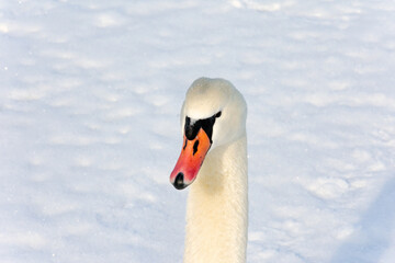 The head and neck of a white wild swan on a snow background. Swan illuminated by the rays of the sun on a beautiful sunny day.