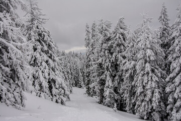 Panorama of the foggy winter landscape in the mountain