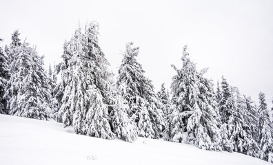 Naklejka premium Panorama of the foggy winter landscape in the mountain