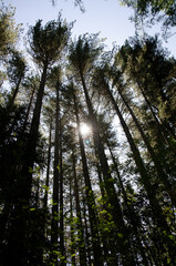 forest in the morning