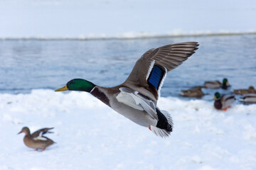 Obraz premium A beautiful and colorful male mallard duck flying against the background of a frozen river covered in ice. Other wild ducks in the distance. 