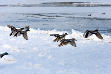 A frozen river on a beautiful sunny day. A flock of wild mallard ducks flies on the background of the river and ice