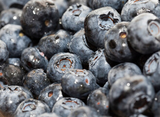 wet ripe juicy and tasty blueberries