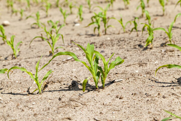 crop of sweet and maize maize plants