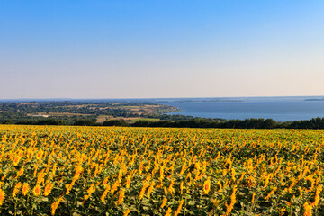Summer landscape with beautiful river, sunflower field and green trees