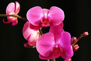 Naklejka premium orchide, kwiaty, kwiatowy, piękne, tropikalna, flowers,orchid, flower, beauty, plant, white, floral, beautiful, orchid, flora, phalenopsis, tropical, branch, spring, green, black, cups, flowers.
