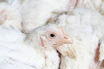 broiler breed of chicken