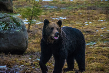 Close up big brown bear in forest