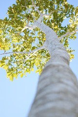 Fototapeta premium ARBOL PRIMAVERA