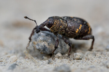 beetle on the ground