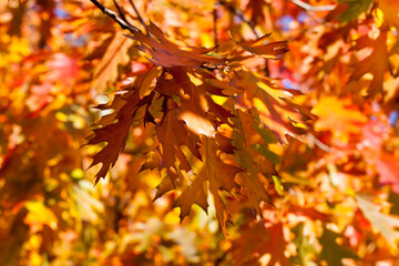 deciduous trees oak in the forest or in the Park