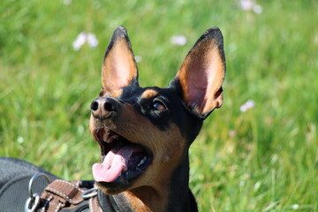 German Pinscher in front of spring flowers / Deutscher Pinscher vor Frühlingsblumen