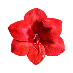 perfect red amarylis lily flower isolated