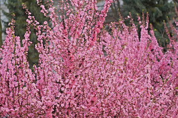Sakura tree rapid flowering at mid-April, bright pink flowers background close-up