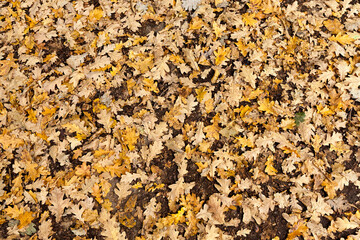 deciduous trees oak in the forest or in the Park