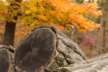 Fototapeta premium Closeup of a large log for firewood in Autumn.