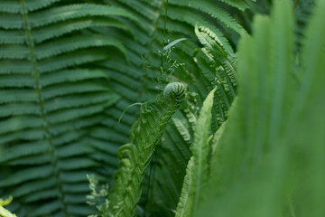 Lots of green fern leaves