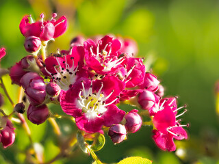 Obraz premium Crimson cloud