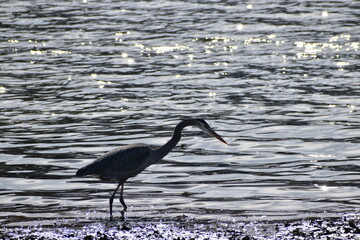 Great Blue Heron